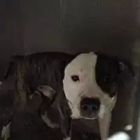 Foto dell\'animale cane - Matr. 2021/2111 - Microchip 380260101203437