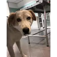 Foto dell\'animale cane - Matr. 2021/2113 - Microchip 380260060055303