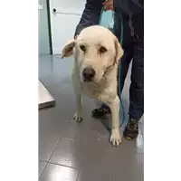 Foto dell\'animale cane - Matr. 2021/2112 - Microchip 380260044579499