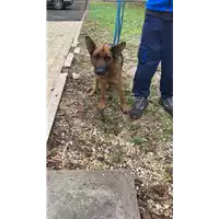 Foto dell\'animale cane - Matr. 2021/2115 - Microchip 380260101007724