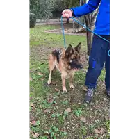 Foto dell\'animale cane - Matr. 2021/2116 - Microchip 380260101007490