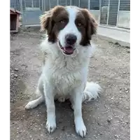 Foto dell\'animale cane - Matr. 2021/2118 - Microchip 380260044579491