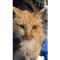 Foto dell\'animale gatto - Matr. 2021/2119 - Microchip 380260044579282