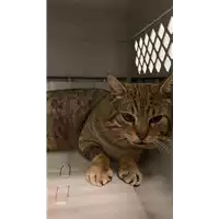Foto dell\'animale gatto - Matr. 2021/2121 - Microchip 380260044607718