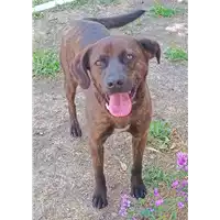 Foto dell\'animale cane - Matr. 2021/2122 - Microchip 380260102121988