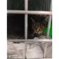 Foto dell\'animale gatto - Matr. 2021/2128 - Microchip 380260044579176