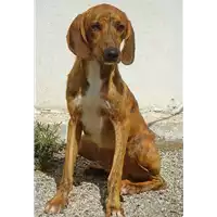 Foto dell\'animale cane - Matr. 2017/0859 - Microchip 380260043268931