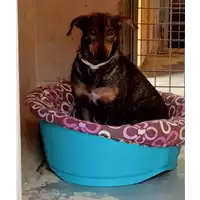Foto dell\'animale cane - Matr. 2021/2130 - Microchip 380260044579882