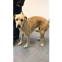 Foto dell\'animale cane - Matr. 2021/2134 - Microchip 380260042425574