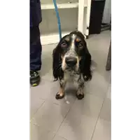 Foto dell\'animale cane - Matr. 2021/2138 - Microchip 380260044607488