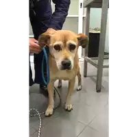 Foto dell\'animale cane - Matr. 2016/2253 - Microchip 380260000216323