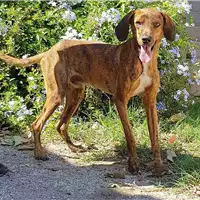 Foto dell\'animale cane - Matr. 2017/0860 - Microchip 380260043268551
