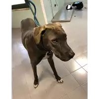 Foto dell\'animale cane - Matr. 2021/1784 - Microchip 380260043736798