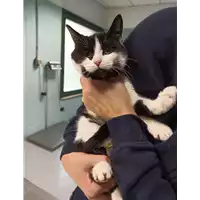 Foto dell\'animale gatto - Matr. 2021/2140 - Microchip 380260044579419