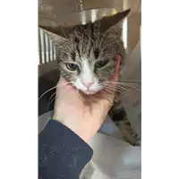 Foto dell\'animale gatto - Matr. 2021/2142 - Microchip 380260044579279