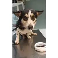Foto dell\'animale cane - Matr. 2021/2144 - Microchip 380260044579641