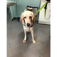 Foto dell\'animale cane - Matr. 2021/2145 - Microchip 380260002112601