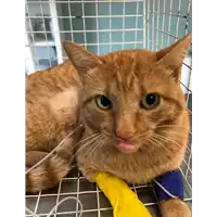 Foto dell\'animale gatto - Matr. 2021/2147 - Microchip 380260044579864