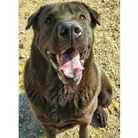 Foto dell\'animale cane - Matr. 2019/1547 - Microchip 380260101284006