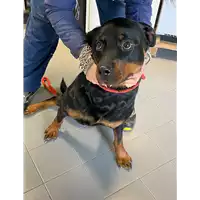 Foto dell\'animale cane - Matr. 2021/0183 - Microchip 380260101101304
