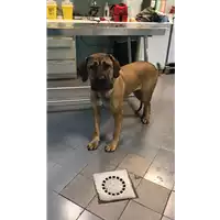 Foto dell\'animale cane - Matr. 2021/2150 - Microchip 380260004197484