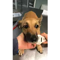 Foto dell\'animale cane - Matr. 2021/2155 - Microchip 380260044579364