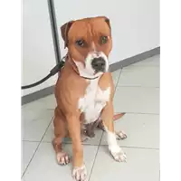 Foto dell\'animale cane - Matr. 2021/2156 - Microchip 380260044542939