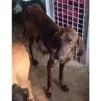 Foto dell\'animale cane - Matr. 2017/0857 - Microchip 380260043269066