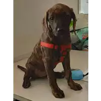 Foto dell\'animale cane - Matr. 2021/2157 - Microchip 380260044579429