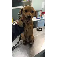 Foto dell\'animale cane - Matr. 2021/2158 - Microchip 380260044579278