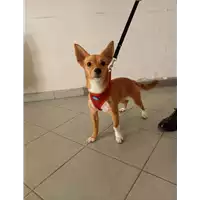 Foto dell\'animale cane - Matr. 2021/2163 - Microchip 380260044580054