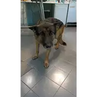 Foto dell\'animale cane - Matr. 2021/2161 - Microchip 380260044579359