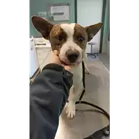 Foto dell\'animale cane - Matr. 2021/2164 - Microchip 380260044579581