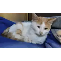 Foto dell\'animale gatto - Matr. 2021/2166 - Microchip 380260044579970