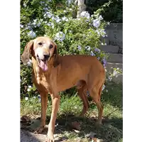 Foto dell\'animale cane - Matr. 2017/0858 - Microchip 972000000525354