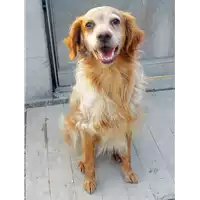 Foto dell\'animale cane - Matr. 2021/2170 - Microchip 380260044579335