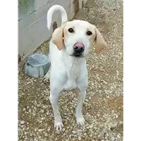 Foto dell\'animale cane - Matr. 2018/1030 - Microchip 380260043519888