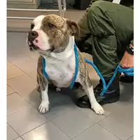 Foto dell\'animale cane - Matr. 2021/2174 - Microchip 380260044445495