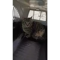 Foto dell\'animale gatto - Matr. 2021/2179 - Microchip 380260044446308