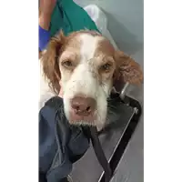 Foto dell\'animale cane - Matr. 2021/2183 - Microchip 380260044579947