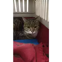 Foto dell\'animale gatto - Matr. 2021/2182 - Microchip 380260044446576