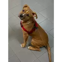 Foto dell\'animale cane - Matr. 2021/2177 - Microchip 380260044446283