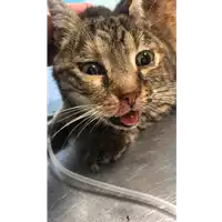 Foto dell\'animale gatto - Matr. 2021/2185 - Microchip 380260044446289