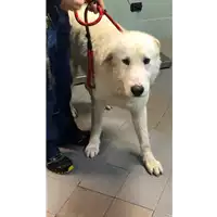 Foto dell\'animale cane - Matr. 2021/2186 - Microchip 380260044446196