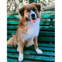 Foto dell\'animale cane - Matr. 2021/1325 - Microchip 380260044446581