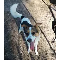 Foto dell\'animale cane - Matr. 2021/1709 - Microchip 380260044437178
