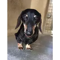 Foto dell\'animale cane - Matr. 2017/0861 - Microchip 380260043147417