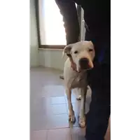 Foto dell\'animale cane - Matr. 2021/2188 - Microchip 380260100088766