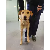 Foto dell\'animale cane - Matr. 2021/2189 - Microchip 380260044446849