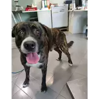 Foto dell\'animale cane - Matr. 2021/2193 - Microchip 380260044443823